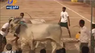 Ongole Bull competitions Going on in Chilakaluripet of Guntur