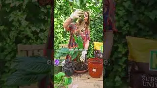 Plant Division: Indoor Plants