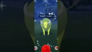 Rare Shiny Tauros! Pokemon Go
