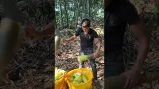 Harvest Bamboo like a Pro #craftsmanship #farming #anxietyrelief vegetables #villagelife