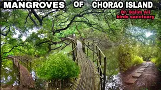 MANGROVE SCRUB | DR. SALIM ALI BIRDS SANCTUARY | CHORAO ISLAND | GOA