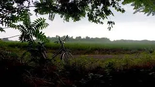 rain,