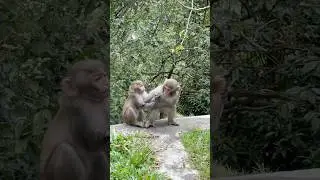 🐒 Epic Monkey Fight in 🇻🇳Da Nang: You Won&rsquo;t Believe Who Wins! 😂 #funny