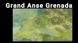 Snorkling off Grand Anse Beach Grenada