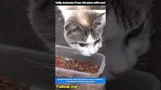 Hope on the Streets Feeding and Saving Stray Animals #straycatrescue #animalrescue #animalshelter
