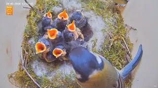 Highlights Today (hare, babys birds, hedgehogs,...) Recke, Germany - 20. May 2020