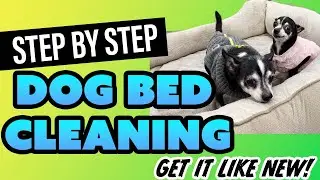 How To Clean a Dog Bed That Was Peed On