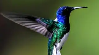 Spring 2018 A Hummingbird Visit! To My GARDEN