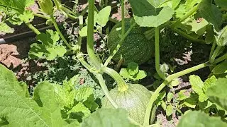 Gardening Squash, Tomatoes (Sun gold, German Queen, Roma, Marglobe etc), Brinjal, Okra, Spinach