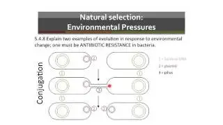 Lesson 4 Environmental Pressures