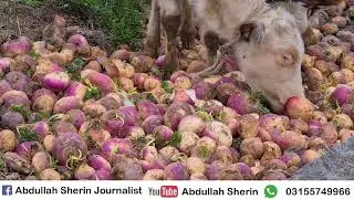 Utror Valley | Gabral | Fruit | Sabzi | Road Condition Bad | People's Problems | Abdullah Sherin