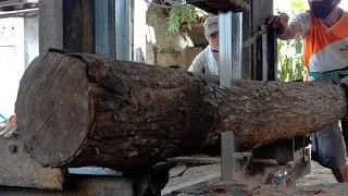 The process of sawing hard and termite-proof acacia wood