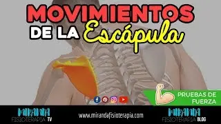 MOVIMIENTOS DE LA ESCÁPULA | PRUEBAS DE FUERZA | Miranda Fisioterapia BLOG
