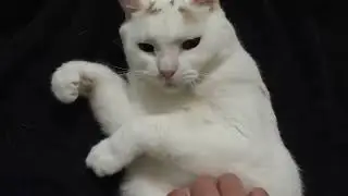 Meet the Angry Video Game Nerd's cat
