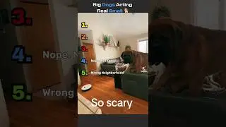 Why Are These Big Dogs So Scared?