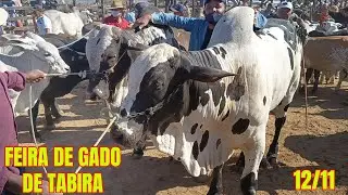 Feira de Gado de Tabira-PE (12/11/25)