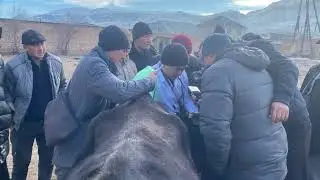 Training on &ldquo;AI of Cattle&rdquo; in Naryn. Тренинг &laquo;Искусственное осеменение КРС&raquo; в Нарынской области.