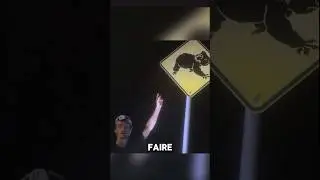 Chasse au 🐨du dernier vlog #vlogs #koala #survival #drole