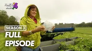 Haddock Puff | I Can Cook | S03 EP18 | Full Episode | Facts4Kids