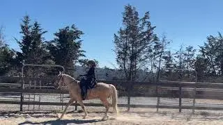 Missouri Fox Totter - Flat Walk, Fox Trot, Saddle Gait, Turn on the Haunches -Gaited Horse Training