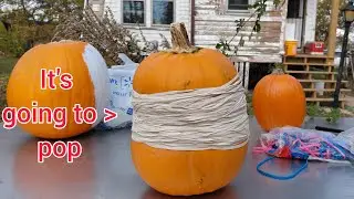 It's going to pop Halloween pumpkin carving party rubble bands pumpkin explosion