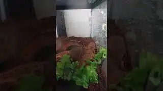 Brazilian Wandering Spider in case.
