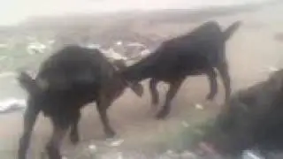 what a funny fight between two goats