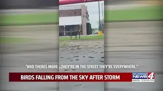 Hundreds of dead birds line Oklahoma streets after storms