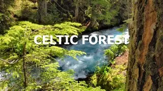 Serene forest scene with soothing Celtic music - Relax and enjoy a peaceful moment in the forest