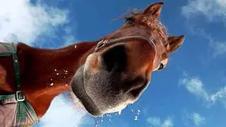 Horse Named Bill - Peter Pan Records