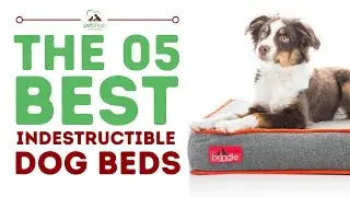 The Best Indestructible Dog Beds