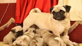 Top quality pug puppies for sale || wholsale and Retail || cheapest price puppies ||