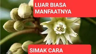 LUAR BIASANYA MANFAAT TANAMAN BUNGA TANJUNG #bungatanjung #aromaterapi  #tanamanherbal