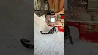 Playin with Tazy ❤️ #animals #animalsvideo #funnyvideos #funnyanimals #genet