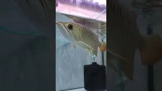 &ldquo;Not your typical arowana &mdash; she&rsquo;s uniquely beautiful 🐉✨&rdquo;&ldquo;Dark tones, dragon vibes &mdash; aquarium beauty&rdquo;