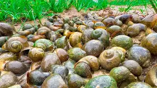 Fishermen search for snails during the dry season​ - A lot of mud snails 