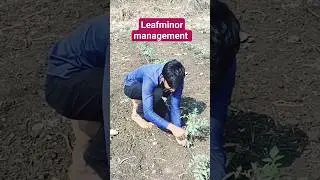 #short 3 tomato leafminor management full video in channel pls watch and subscribe 🤗