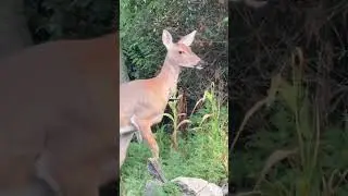 Why Baby Deer Have No Scent Nature&rsquo;s Clever Survival Trick #deer #animalfacts