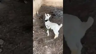 Cute Goat Kid 😍 #youtubeshorts #shorts #viralshorts #viralvideo #goat #goatkid #goatvideo