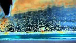 Triops australiensis