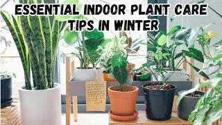 Indoor Plants Care Tips for Winter | How to Keep Your Plants Healthy All Season Long 🌱