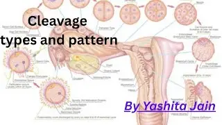 Cleavage #cleavage #typesandpattern #developmentalbiology