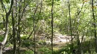 Fox Bark