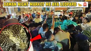 !! Daman ke night market me leopard aya🐆🫡🚨 !! 13 hours resque #damannightmarketmeleopard#resque 
