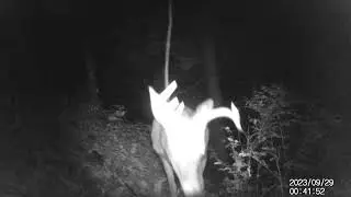 2 Nice Bucks Near The Quarry Road
