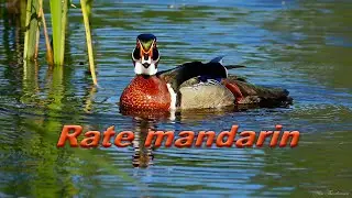 Rate mandarin, intalnire de curtoazie - Mandarin ducks, courtesy meeting