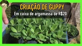 🐟 CRIAÇÃO DE GUPPYS EM CAIXA DE ARGAMASSA. 🐡 Veja como eu crio guppys baratinho...