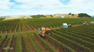 Vintage 2017 at Saint Clair Family Estate