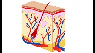 Blood circulation to the skin: How it warms you up and cools you down.