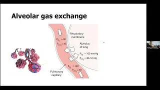 Physiology of Gas Exchange, Oxygenation and CO2 removal | 18th August 2025 | NSWB Kolkata